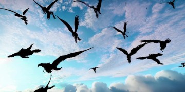 方舟手游中哪些生物可以俯冲？